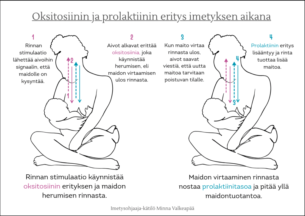 Oksitosiinin ja prolaktiinin eritys imetyksen aikana